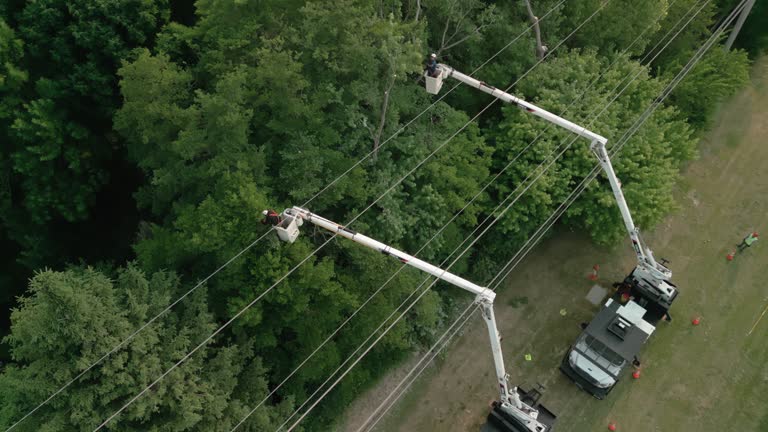 Best Emergency Tree Removal  in Crouch Mesa, NM